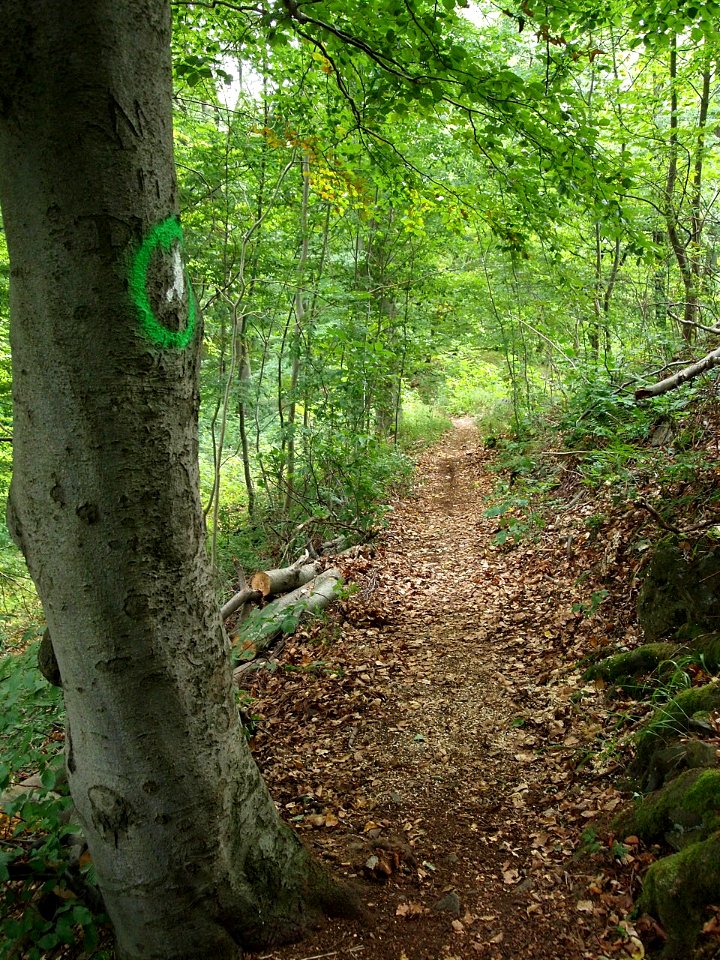 Waldweg Hexenstieg