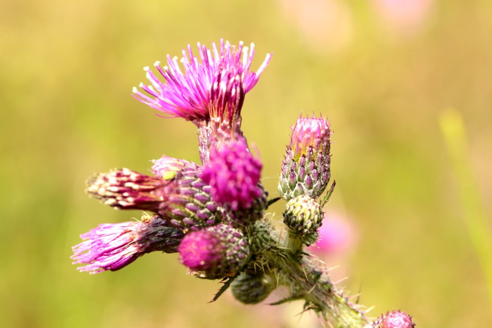 Waldspaziergang 2012-07-06-9401