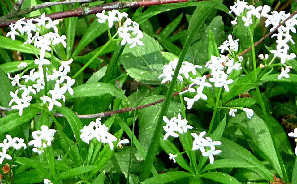 Waldmeister Lindberg