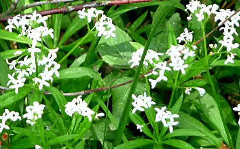 Waldmeister Lindberg