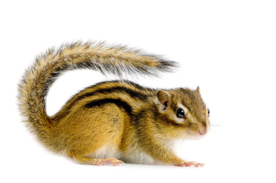 Downy animal little