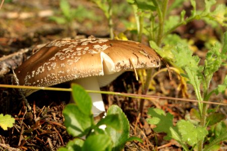 Waldspaziergang 2012-07-06-9384