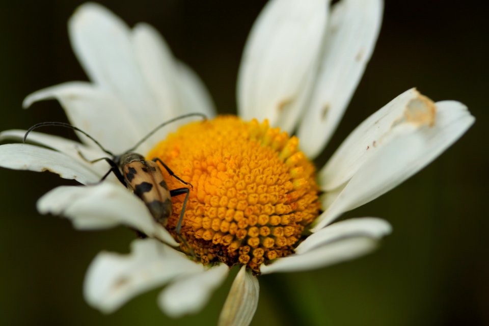 Waldspaziergang 2012-07-06-9434