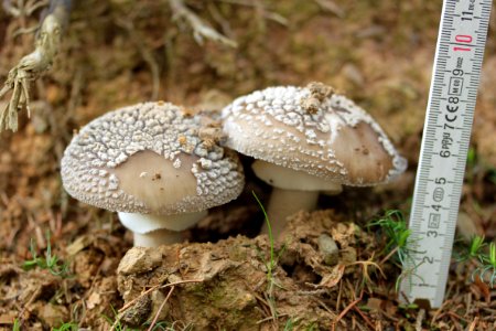 Waldspaziergang 2012-07-06-9355