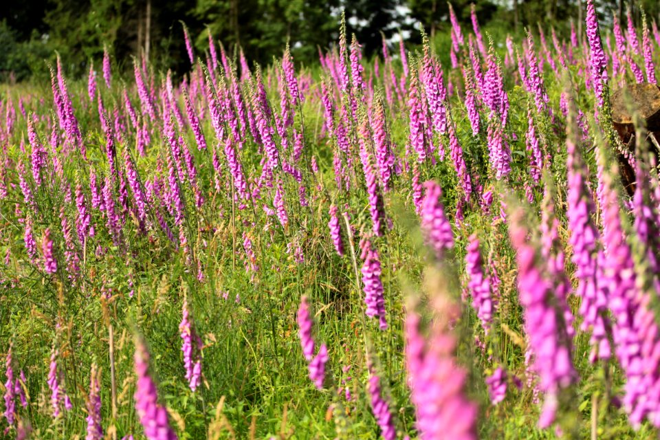 Waldspaziergang 2012-07-06-9377