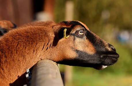 Animal portrait cute wildpark poing
