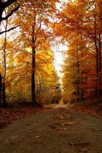 Waldspaziergang 2011-11-01-4112
