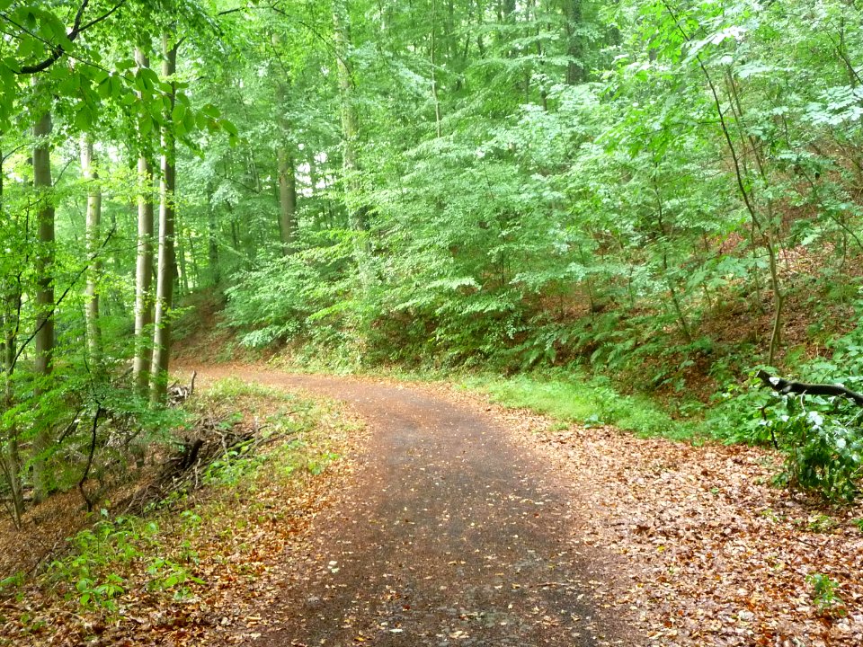 Waldweg bei Maria Laach