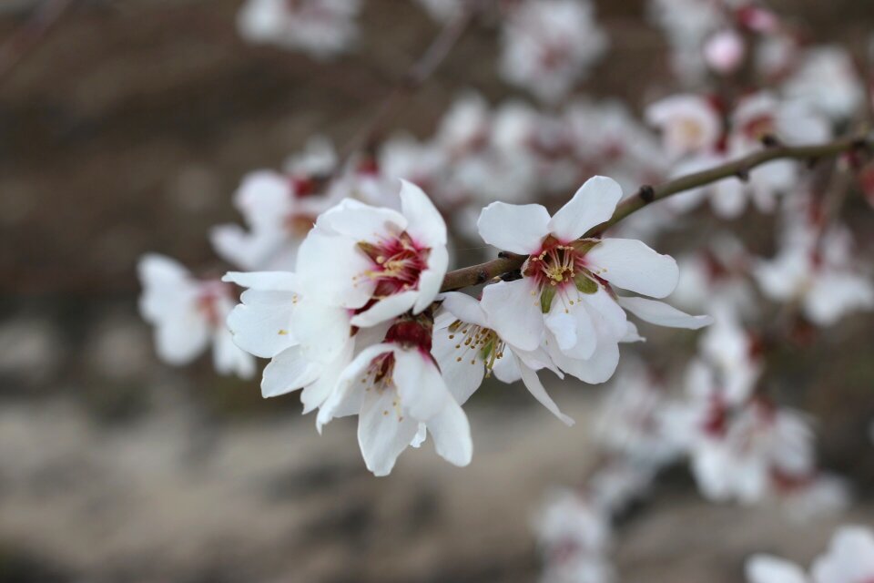 Season branch tree