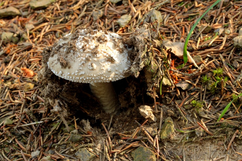 Waldspaziergang 2012-07-06-9350