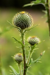 Waldspaziergang 2012-07-06-9424