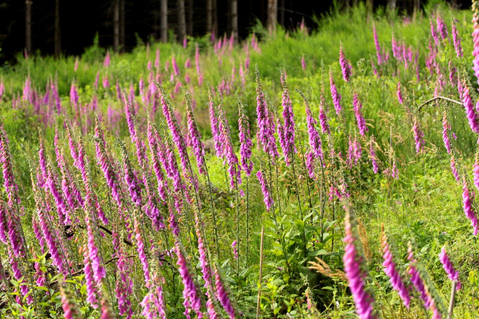 Waldspaziergang 2012-07-06-9375