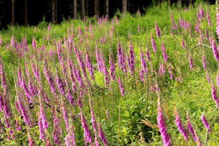 Waldspaziergang 2012-07-06-9375