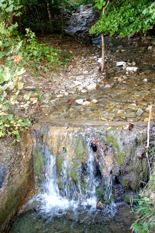 Waldlaine-bjs200917-0