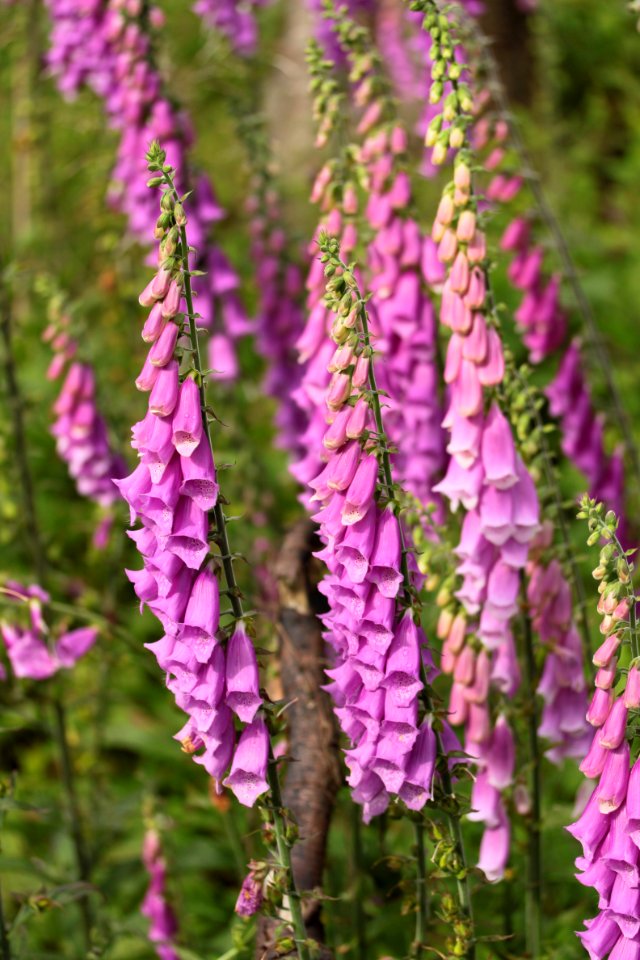 Waldspaziergang 2012-07-06-9376