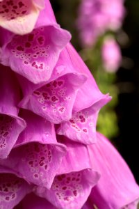 Waldspaziergang 2012-07-06-9392