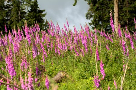 Waldspaziergang 2012-07-06-9381