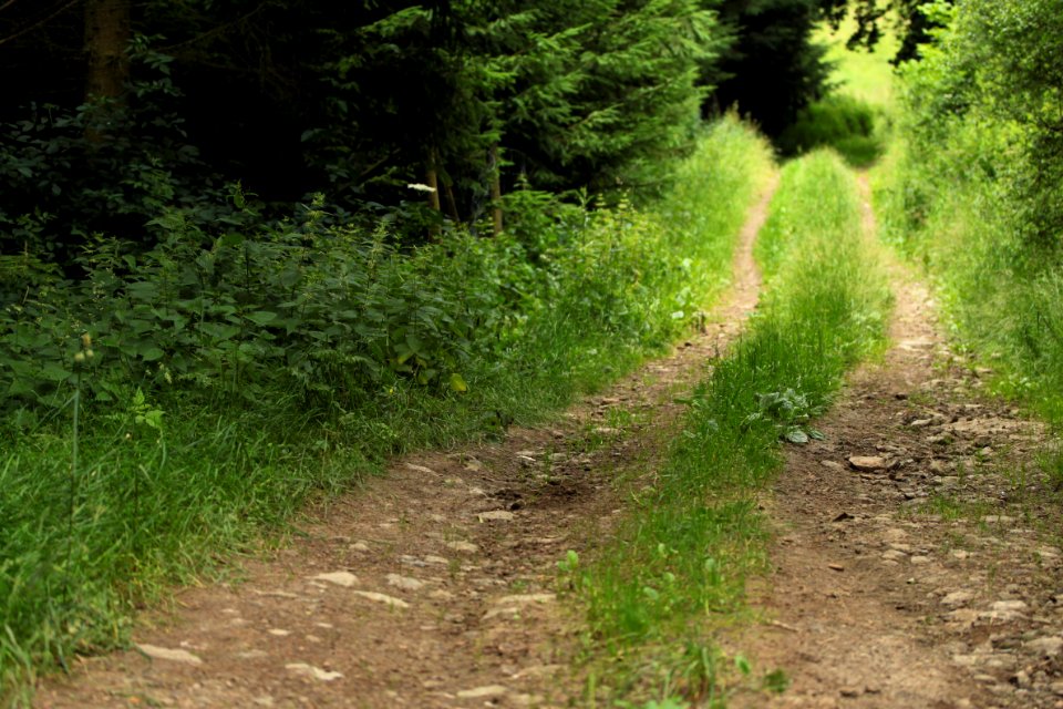 Waldspaziergang 2012-07-06-9437