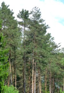 Wald-Kiefer Lindberg