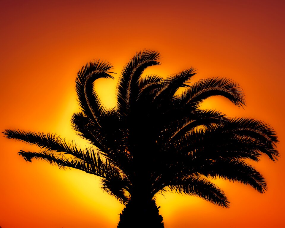 Orange summer exotic