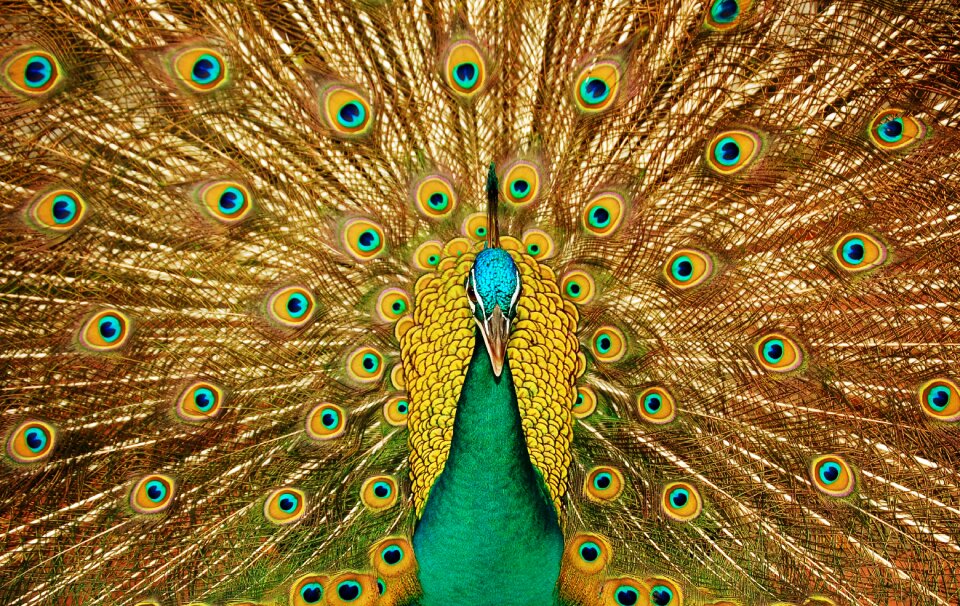 Peafowl animal brown animals