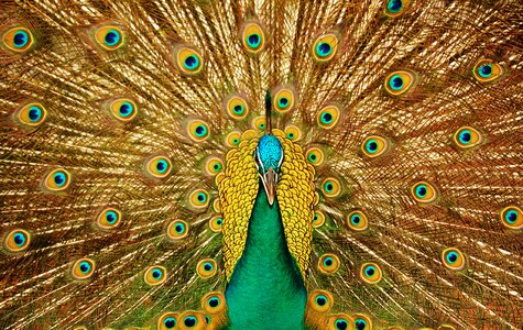 Peafowl animal brown animals