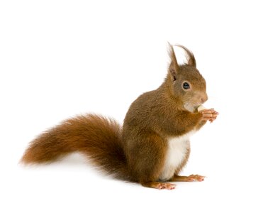 Downy squirrel little