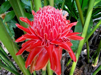 Waratah 3