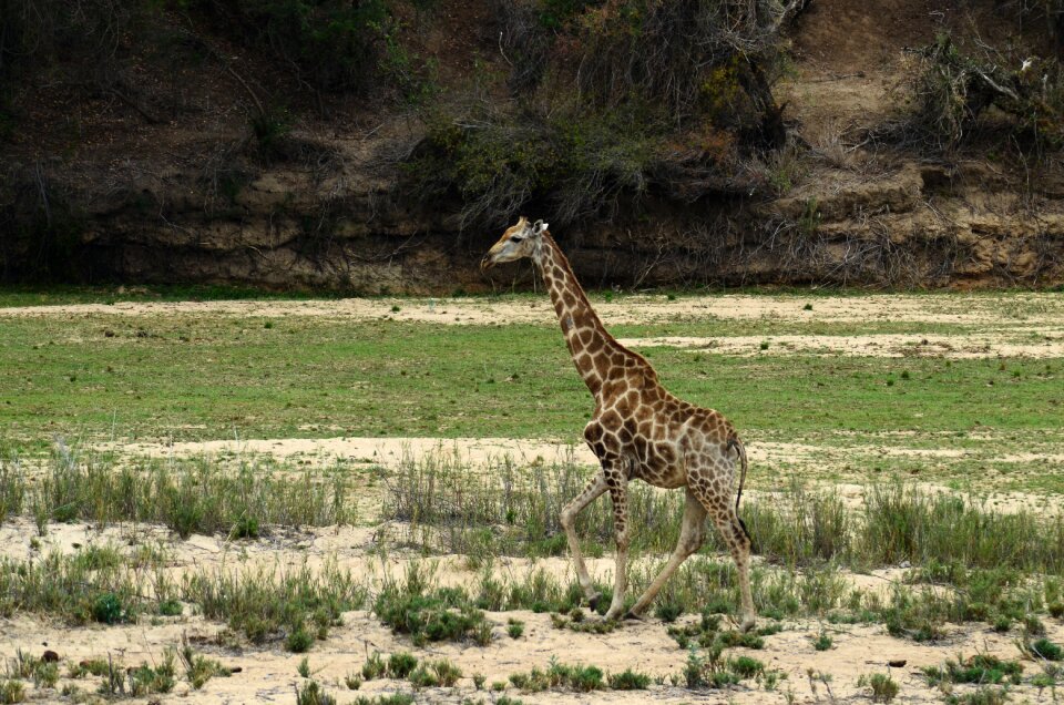Animal national park mammal