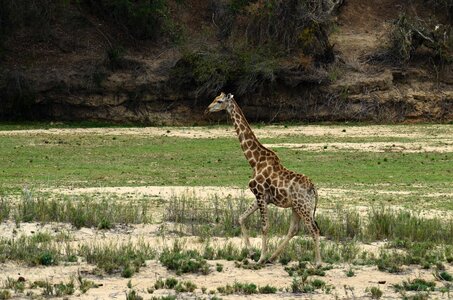 Animal national park mammal