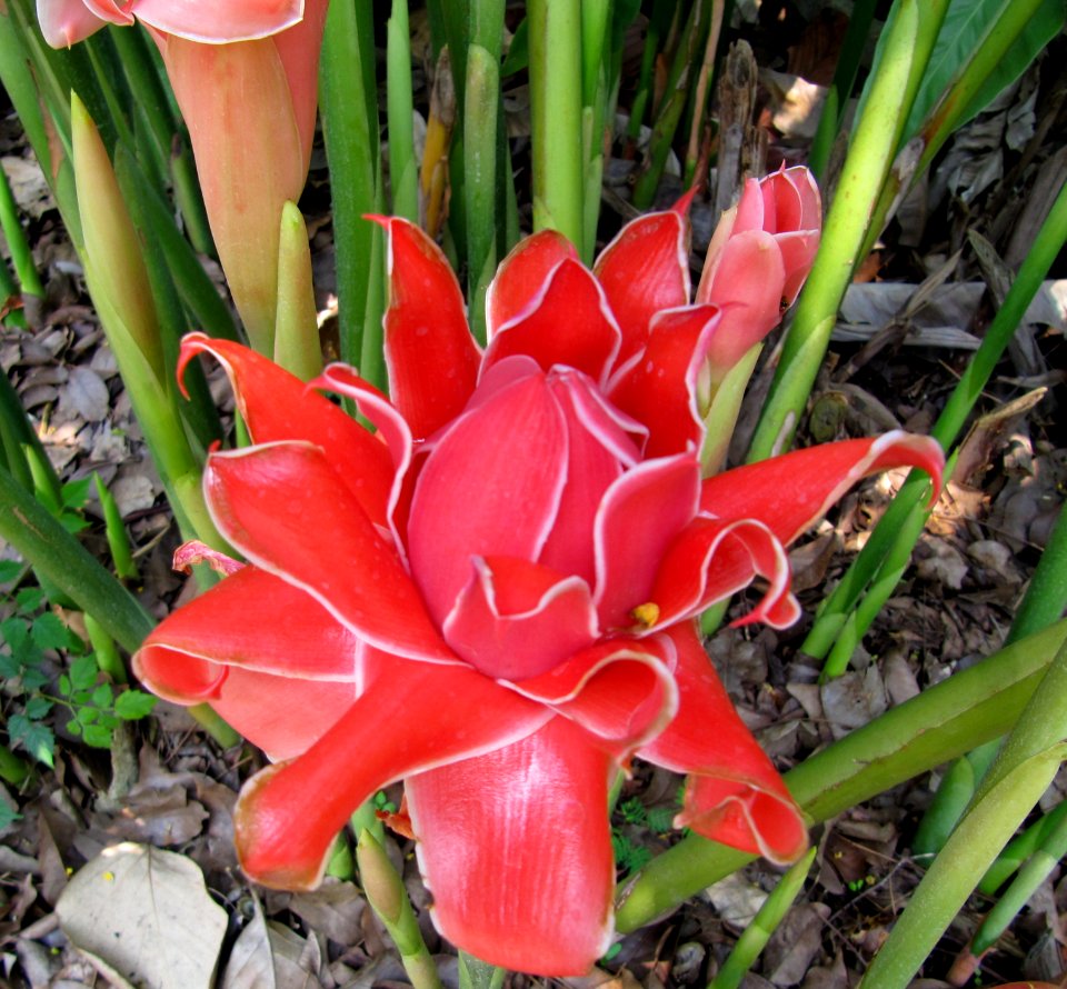 Waratah 2