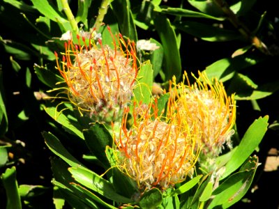 Waratahs White