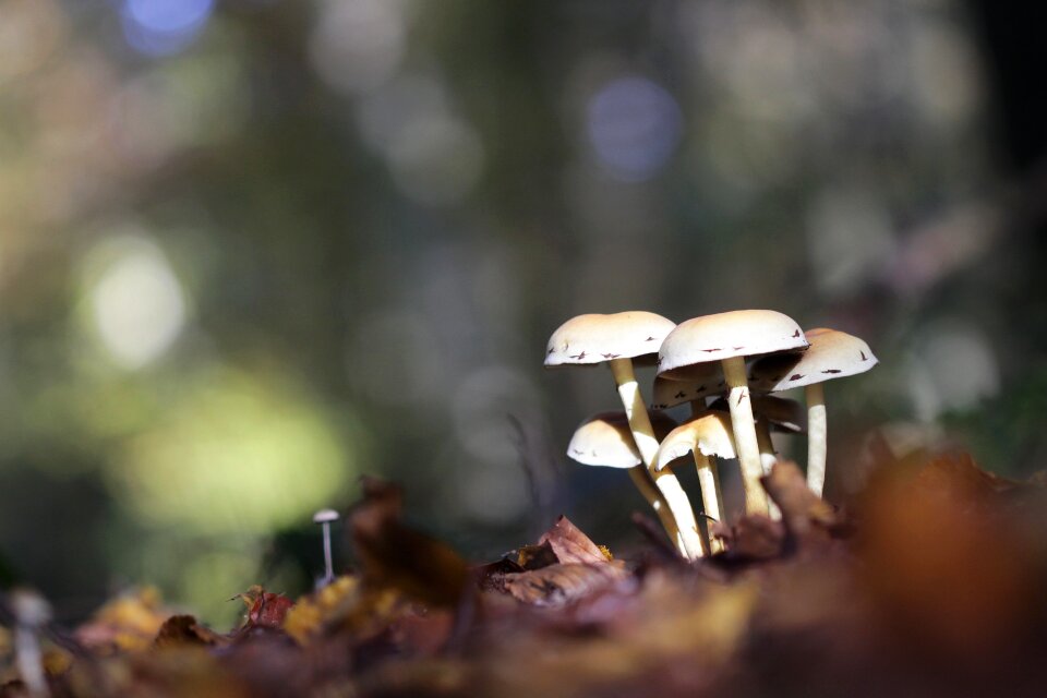Fall wood undergrowth