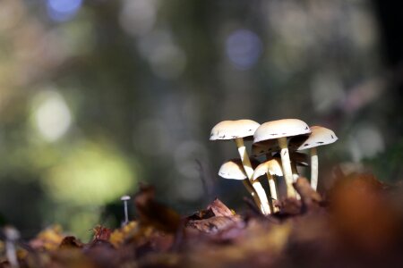 Fall wood undergrowth