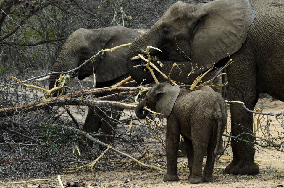 Young elephant africa animal