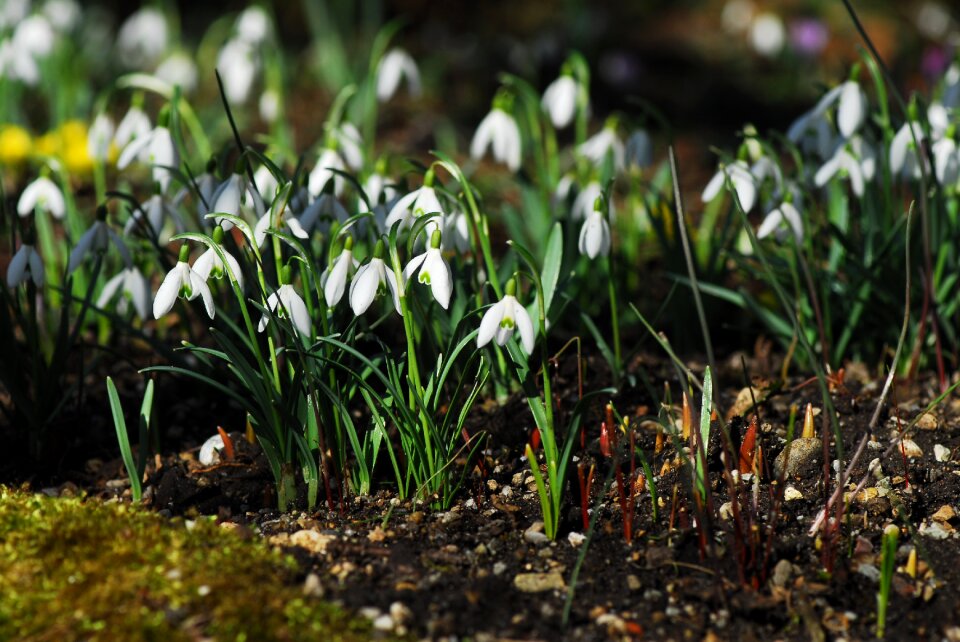 Season grass snowdrop