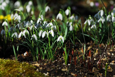 Season grass snowdrop