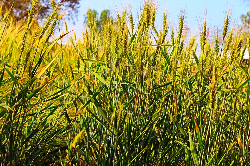 Agriculture growth wheat farm