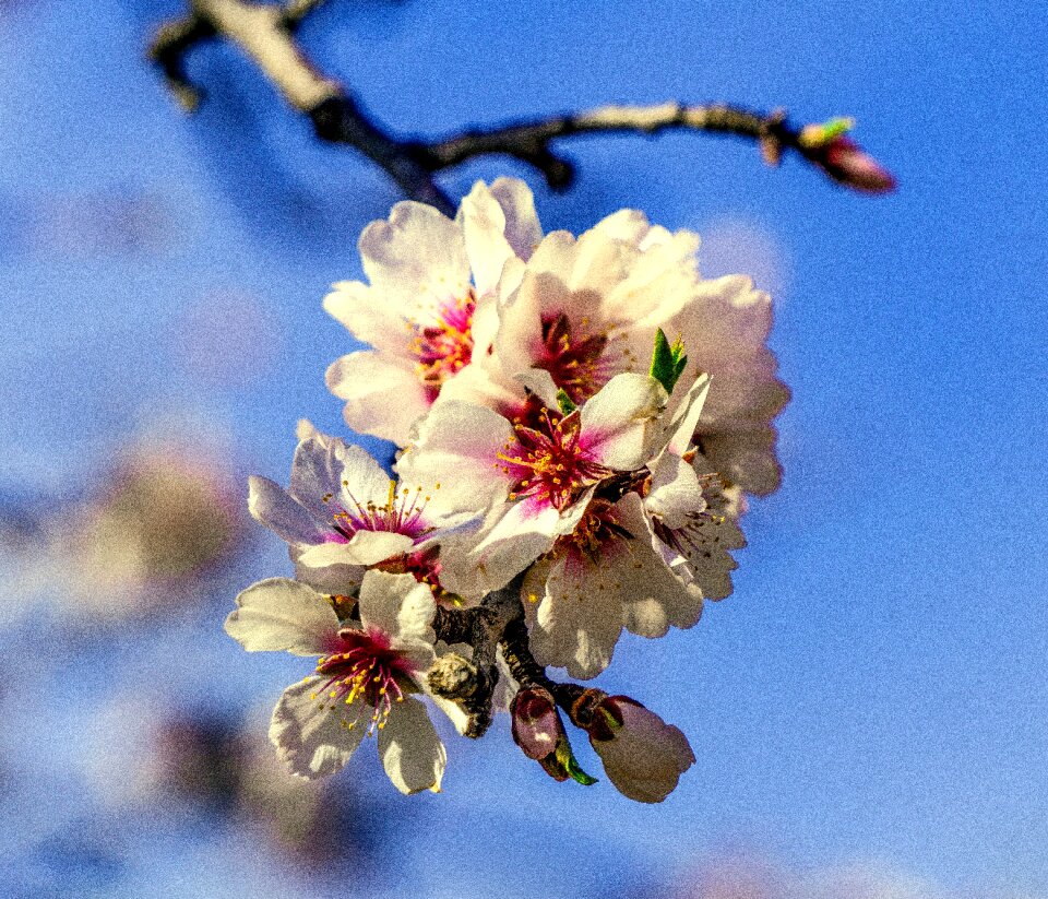 Cherry nature plant