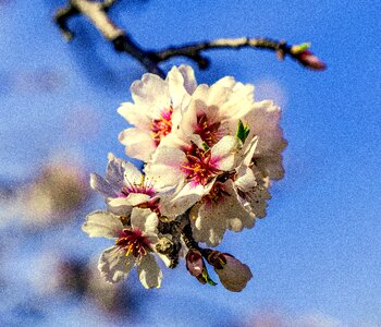 Cherry nature plant