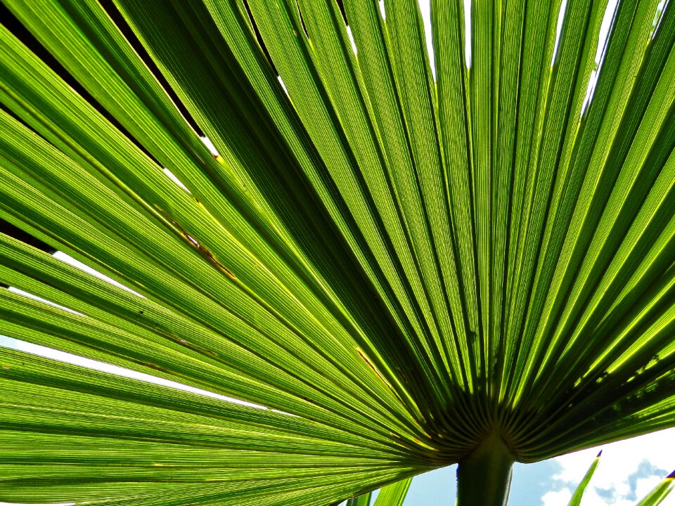 Tree foliage south photo