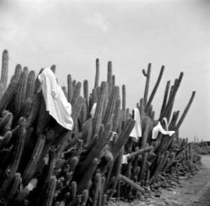 Wasgoed hangt te drogen op de cactussen, Bestanddeelnr 252-3436