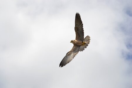 Falk bird of prey attack
