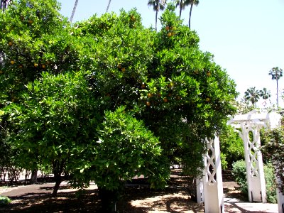 Washington navel tree