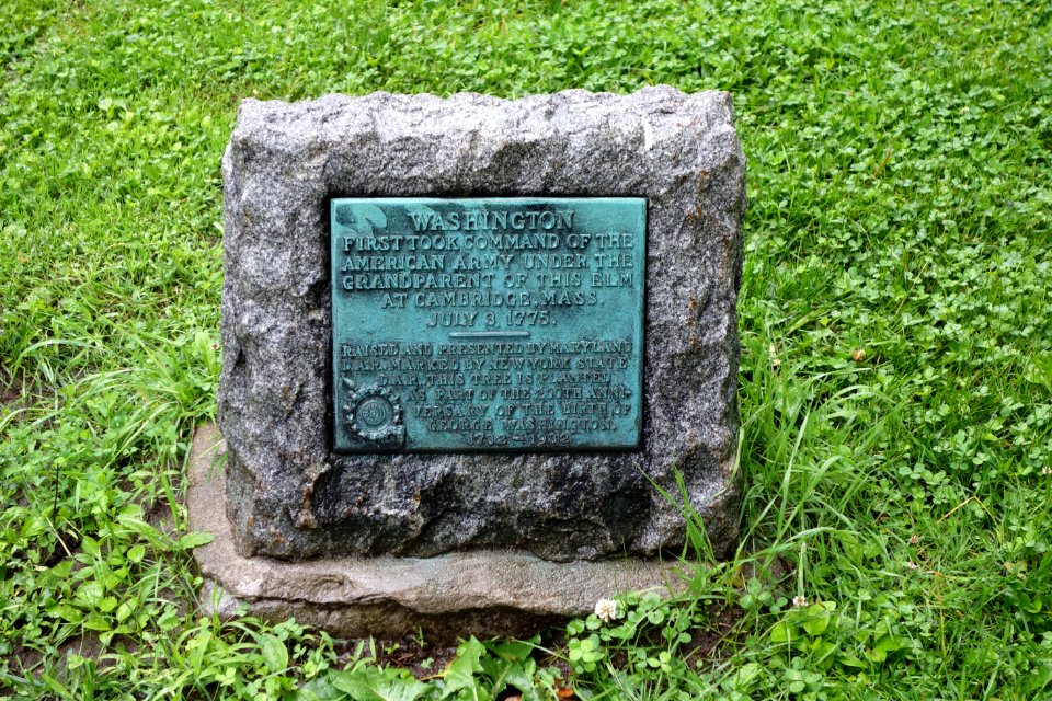 Washington Elm marker - Albany, NY - DSC08358