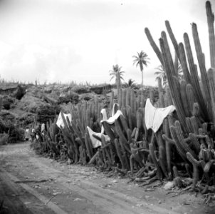Wasgoed hangt te drogen op de cactussen, Bestanddeelnr 252-3435