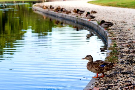 Washington Mall Ducks