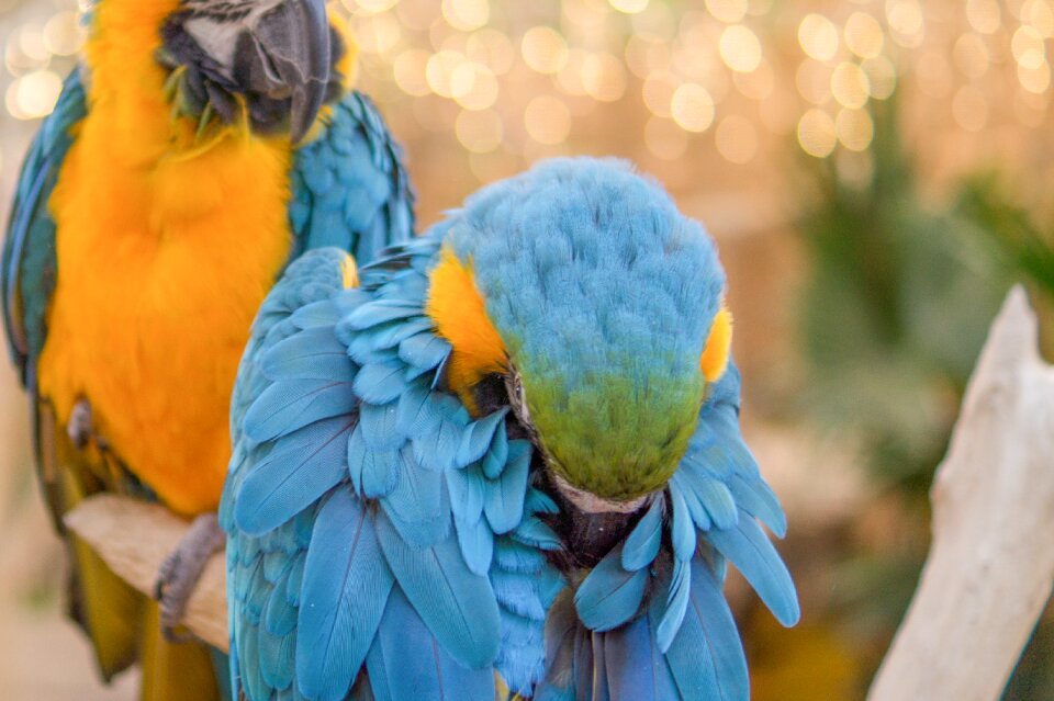 Bird nature macaw photo