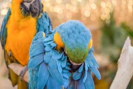 Bird nature macaw