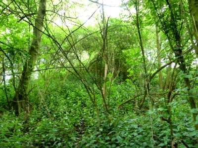 Waremme-Tumuli van het Bois des Tombes (2)